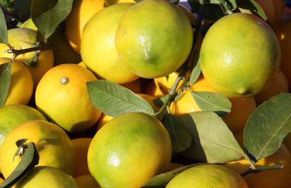 Limun, saveznik zdravlja i ljepote te najbolji prirodni lijek