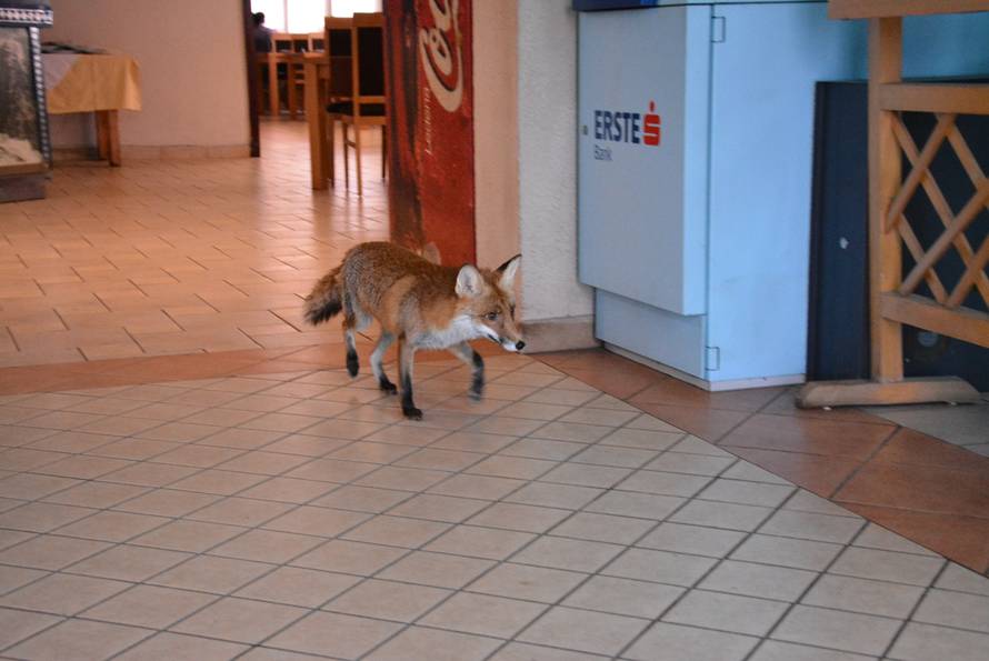 Macola  je udomio mladunče: Svaki dan kuham svom liscu