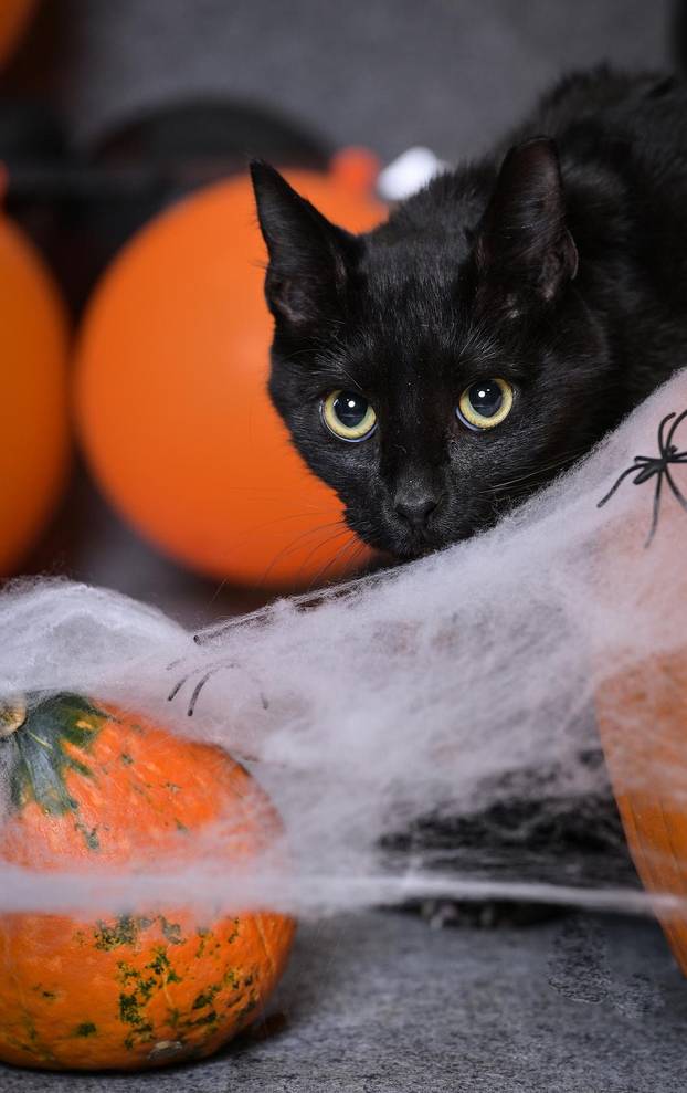 Sklonište u Dumovcu poziva na posebno jesensko udomljavanje pasa i mačaka