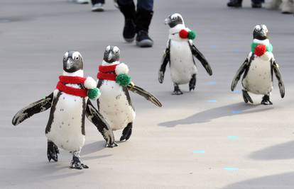 Pingvini koje su znanstvenici obilježili trakama žive kraće 