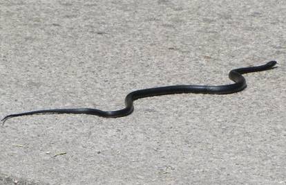 Koriste svoje ljuske: Kako se zmije zapravo kreću?