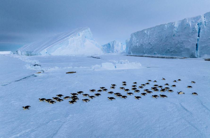 Emperor penguins travel along the sea ice on their bellies, on the Ekstrom Ice Shelf
