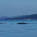 Splićani snimili kitove: 'Nikada ih nisam vidio, divan osjećaj!'
