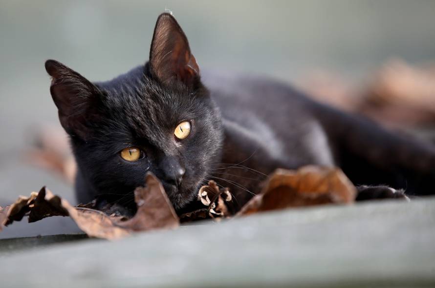 Zabranili udomljavanje crnih mačaka tijekom Halloweena: 'Ljudi se bave vještičarenjem'