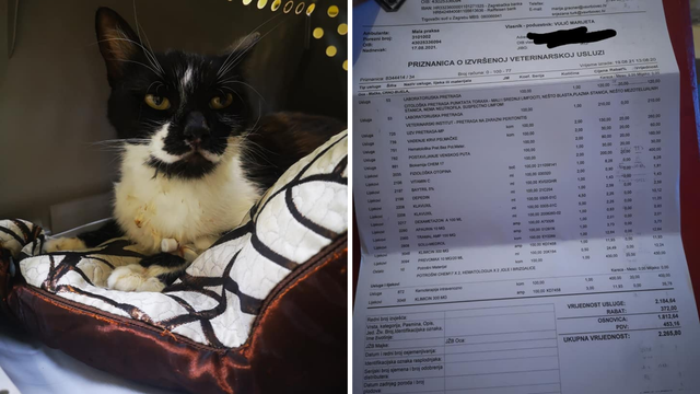 Inicijativi 'Mjauk u nevolji' koja spašava mačke nedostaje novca i hitno joj treba vaša pomoć