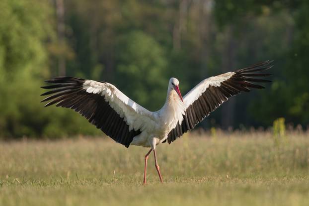 White,Stork,-,Ciconia,Ciconia,On,Meadow,With,Spread,Wings