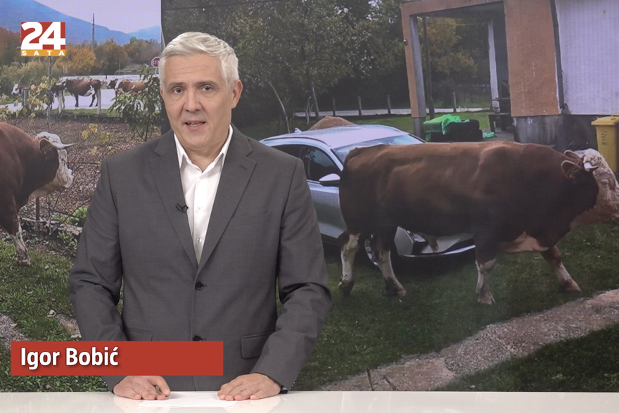 Gledajte '240 sekundi' 24sata: Panika zbog bika u Gračacu, Kovačević ostaje trener Dinama!