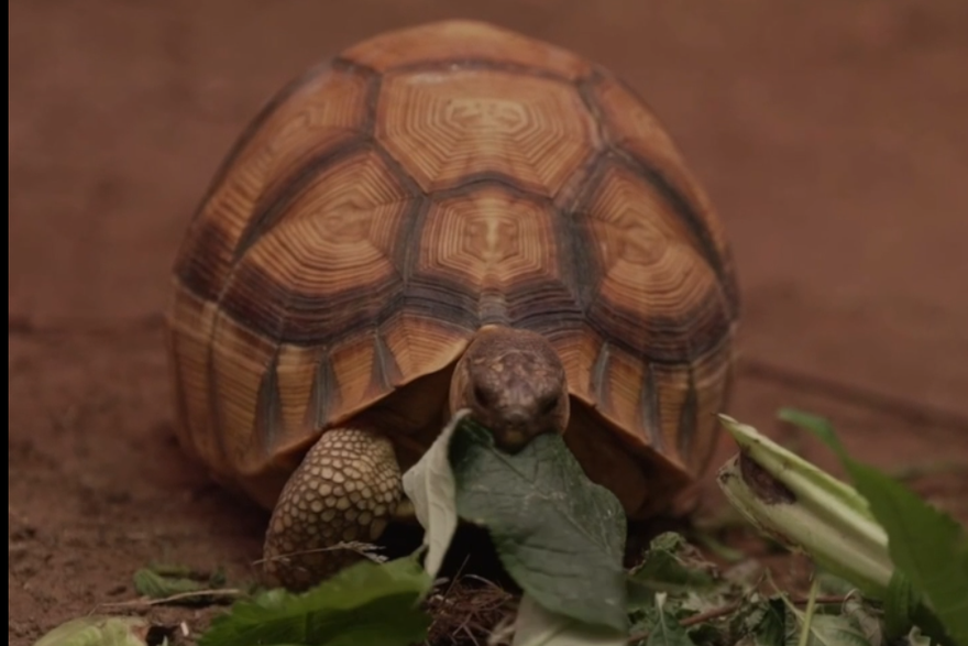 Spasili ugroženu tronogu kornjaču od krijumčara: Sada je prohodala uz neobičnu protezu