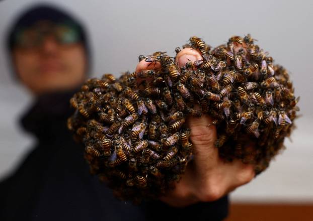 Bee rescuer Clarence Chua holds a fistful of honey bees after removing them from a nest in a public housing apartment in Singapore
