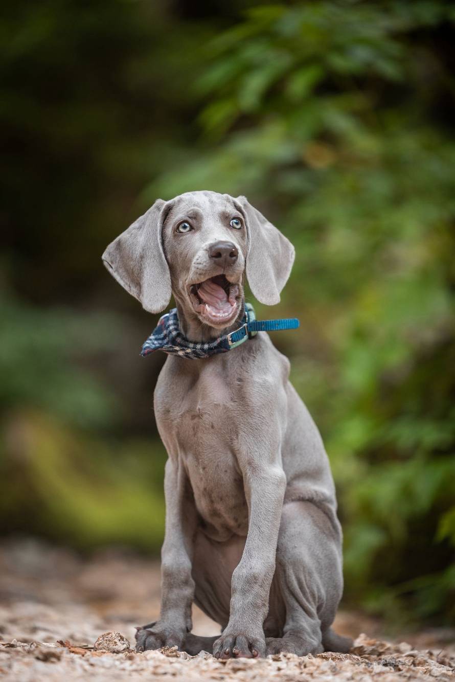 Ova fotografija nije AI, to su tri sestrice jantarnih očiju iz Siska!