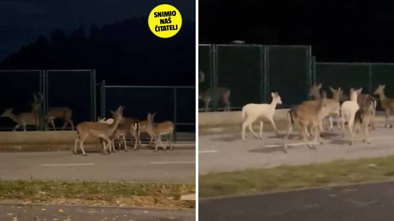 VIDEO Ka'e ovo frende? 'Samo su mi izletjele iz šume na cestu. Morao sam brzo reagirati...'