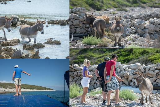 Namagarčili su ih: Odustali od spašavanja magaraca i ostavili ih na otočiću na Kornatima