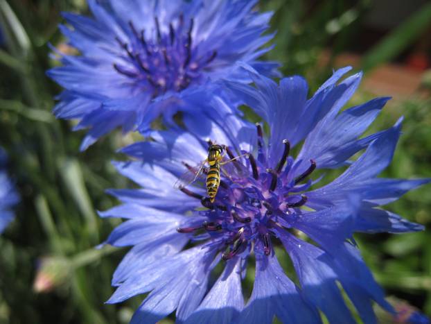 FOTO Više od dekoracije: Evo koje sve vrste cvijeća su jestive