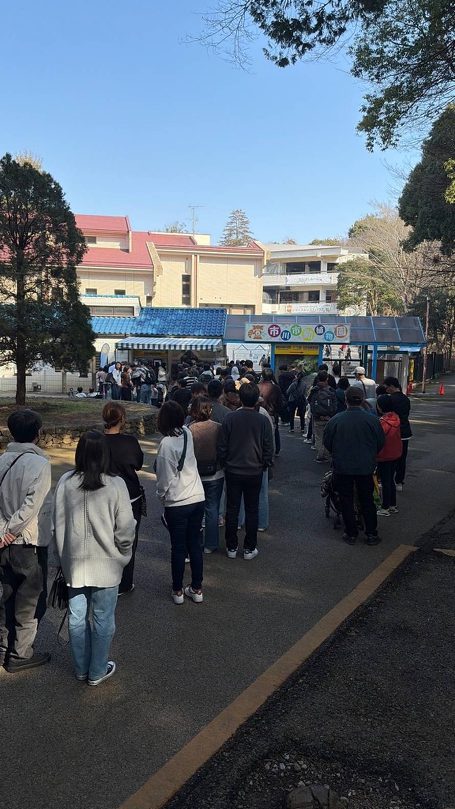 Ovo je tužna istina o majmunu Punchu: I ozloglašeni Andrew Tate nudio  215.000 € za njega!