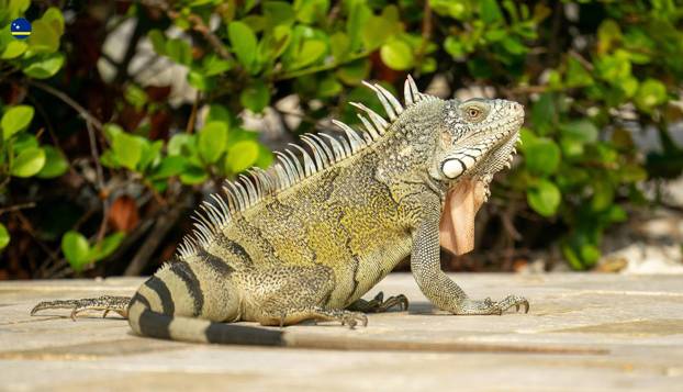 FOTO Curaçao prvi put ide na Svjetsko prvenstvo! Jeste li znali da postoji i mali Curaçao?