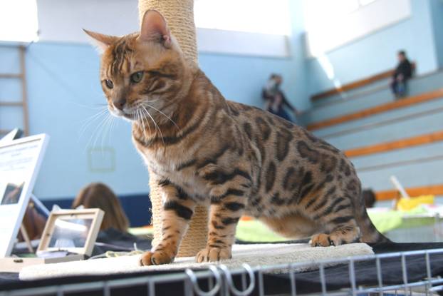 Bjelovar: Međunarodna izložba pasminskih mačaka u organizaciji Saveza felinoloških društava Hrvatske