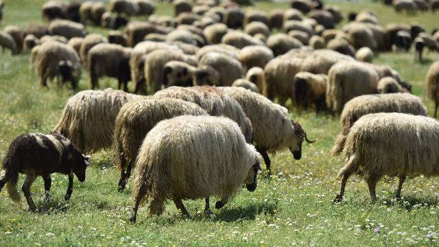 Ovcama vuna raste zauvijek, a još imaju i odličan periferni vid