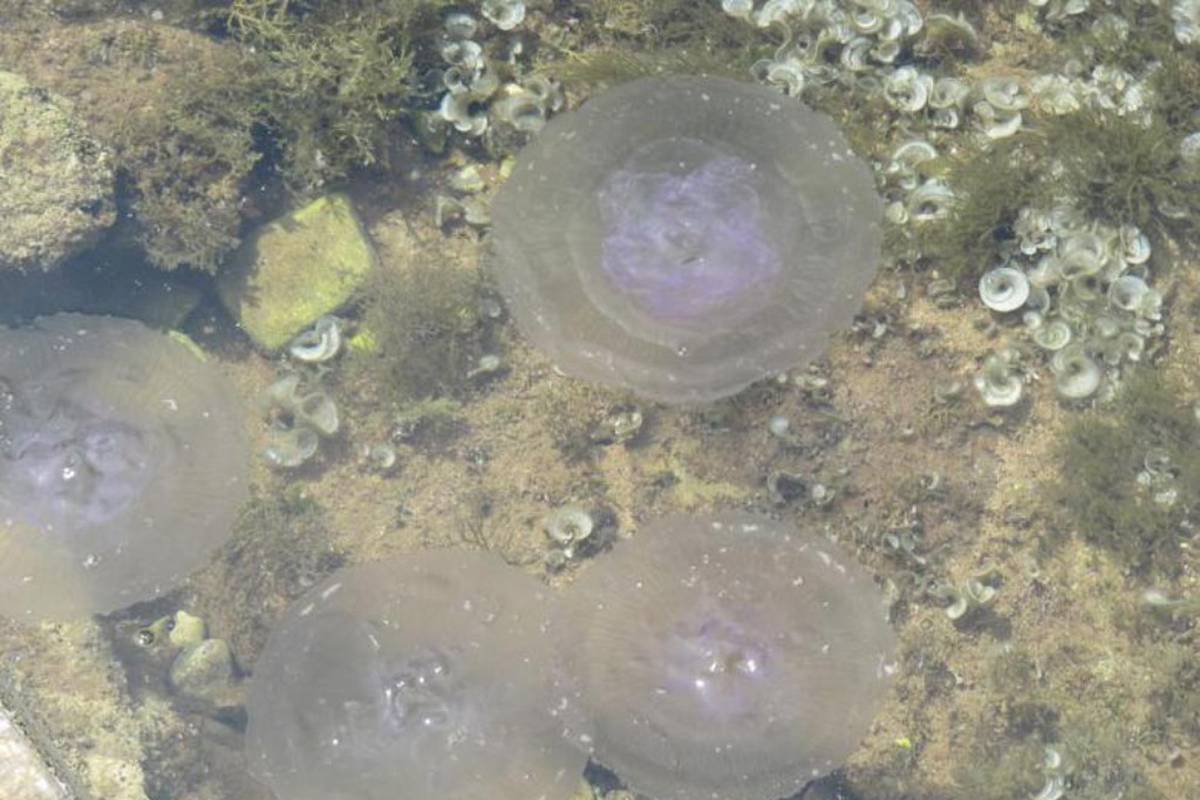Kupači ostali na suhom: Uvale u Istri opkolila su jata meduza 