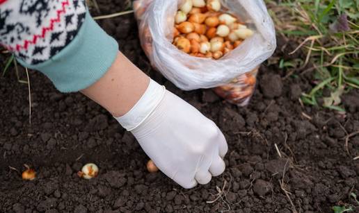 Zasučite rukave, još stignete! Evo što posaditi u vrtu u rujnu