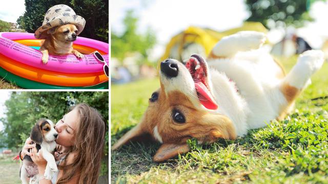 Ideje kako pretvoriti dvorište u ljetni raj za psa - i cijelu obitelj