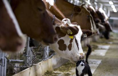 Zdrava krava i crna maca, mlijeka svježeg puna kaca