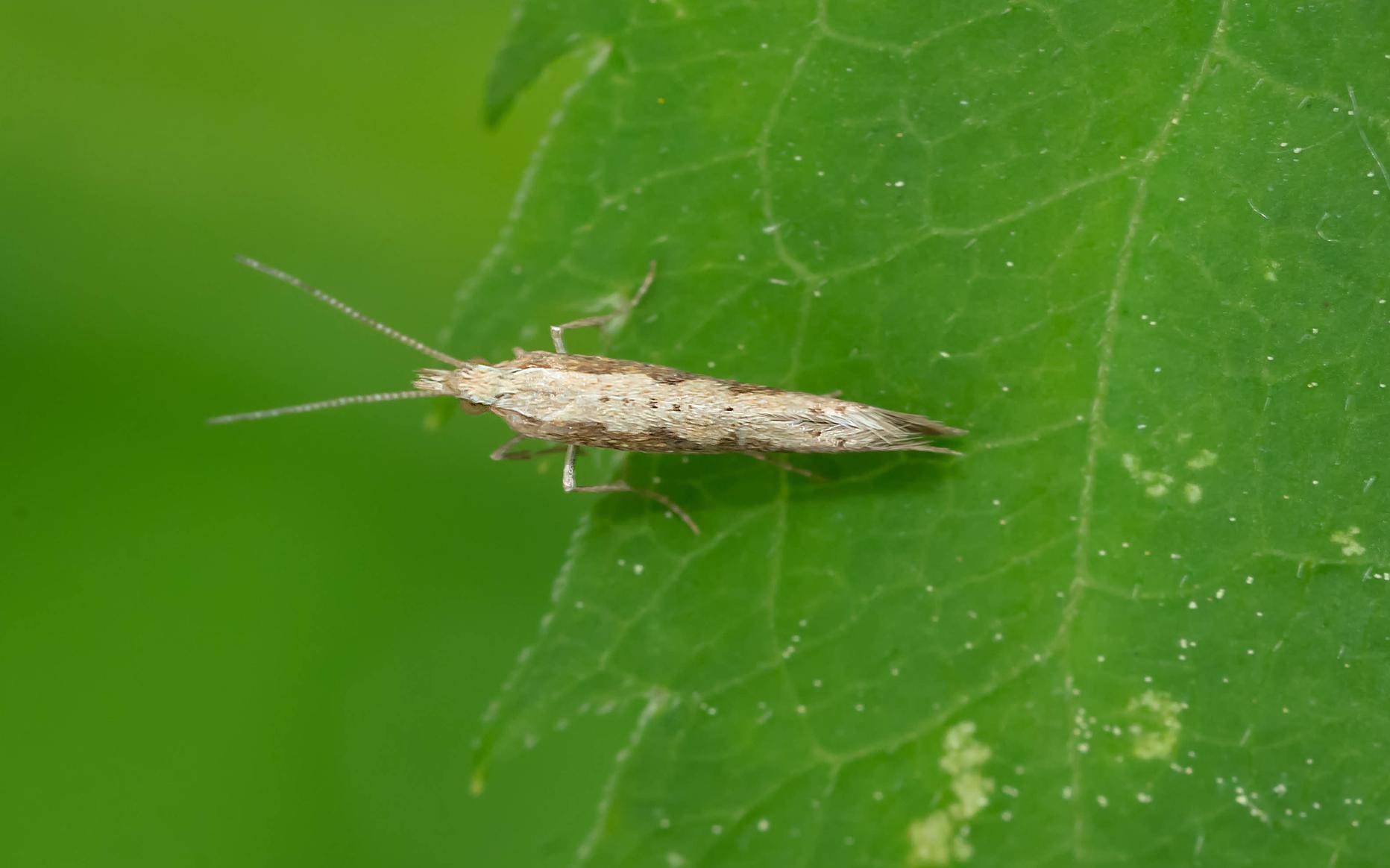 Diamondback Moth - Plutella xylostella