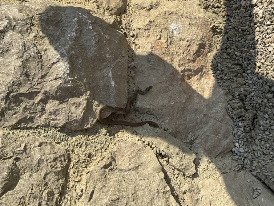 FOTO Šokirana čitateljica: Ležim ja i sunčam se na Krku, a na rame mi odjednom padne zmija!