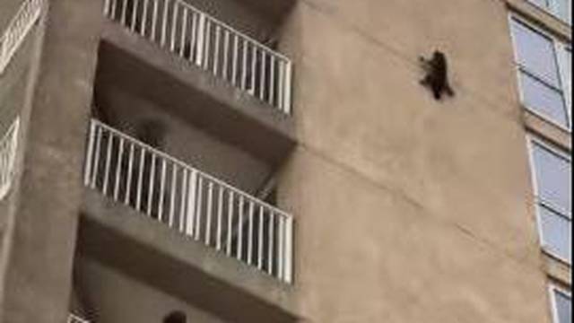 Avantura ludog rakuna: Popeo se na neboder pa krenuo kliziti