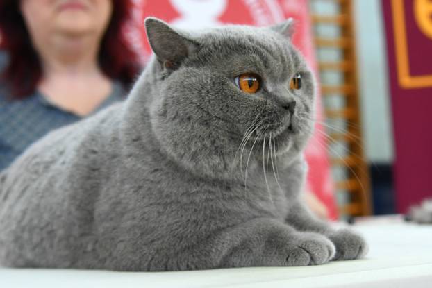 Bjelovar: Međunarodna izložba pasminskih mačaka u organizaciji Saveza felinoloških društava Hrvatske