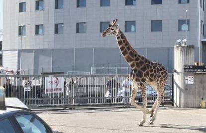 Žirafi je stalo srce nakon što ju je policija satima lovila po Imoli