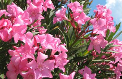 Oleander se zalijeva tri puta tjedno, cvjetove režite u jesen