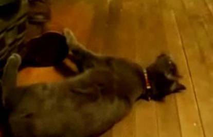 Mačka se 'bori' s ogrlicom i valja se nervozno po podu