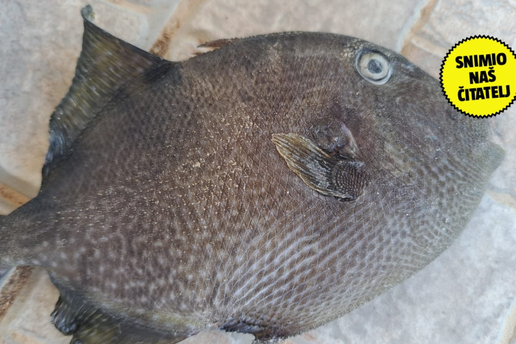 FOTO Upecao ribu kod Biograda i iznenadio se: 'Ovo nisam vidio 25 godina! Nisam znao što je'