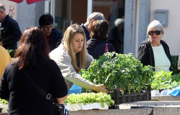 Šibenik: Bogata ponuda sadnica raznog povr?a