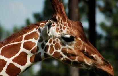 SAD: Žirafi sašili kaput kako se ne bi prehladila