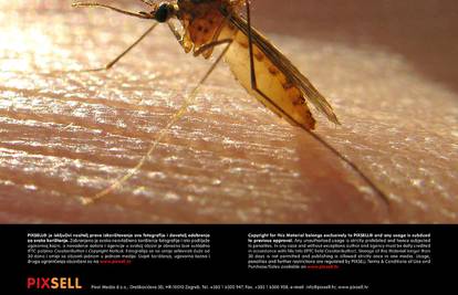 Komarci u Požarevcu zaraženi su virusom Zapadnog Nila