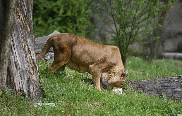 Zagreb: Podjela pisanica uz edukativni pogram za djecu u zoološkom vrtu