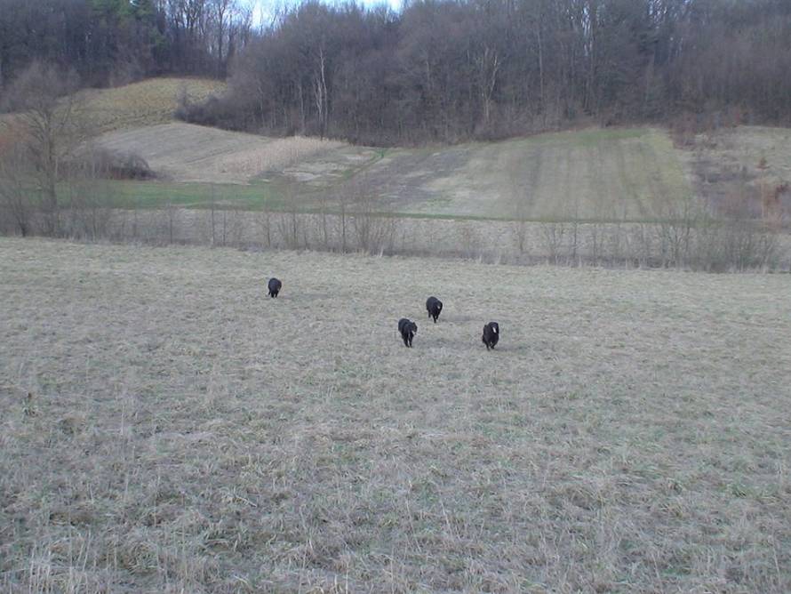 Uzgajivačnica CRO Matic