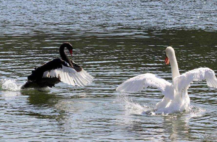 Duško Jaramaz/PIXSELL