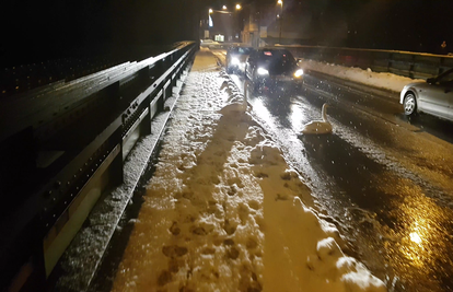 Ljubav na ledu: Labud svoju ženku čuvao od auta na mostu