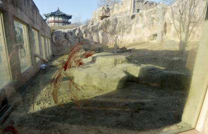 Lav ubio timaritelja u ZOO-u: 'Imao je rane po cijelom tijelu'