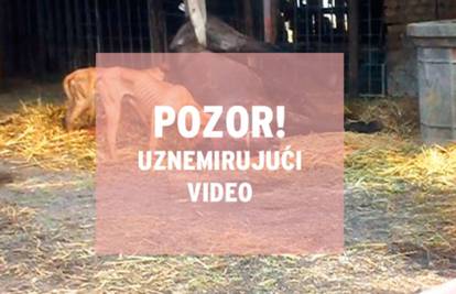 Stravičan video na YouTubeu: Psi rastrgali konja na imanju