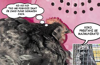 Spasili nesretnu kokoš: Odveli je na antistres terapiju u ZOO