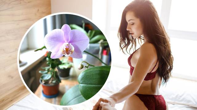 U drevnoj Kini orhideja je bila 'glasnik seksualne energije', a bosiljak privlači pozitivnu vibru