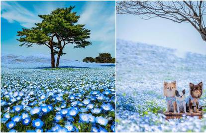 Najljepši park svijeta: Čarolija četiri milijuna plavih cvjetova
