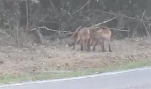 VIDEO Nestvarni prizori u Daruvaru: 'Lisice se pare doslovno preko puta moje kuće'