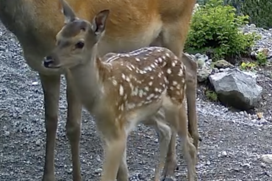Preslatki prizor iz NP Paklenica