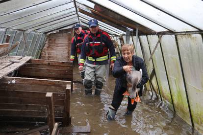 Poplavljeni Brodarci uz rijeku Kupu, ljudi spašavaju životinje