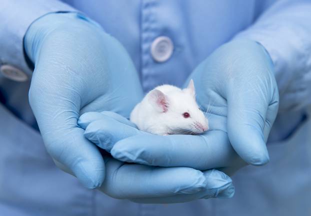 Small,Experimental,Mouse,Is,On,The,Laboratory,Researcher