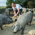 Vida o uzgoju svinja: Mislili su da sam lud što toliko ulažem